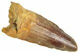 Fossil Spinosaurus Tooth - Feeding Worn Tooth #366484-1